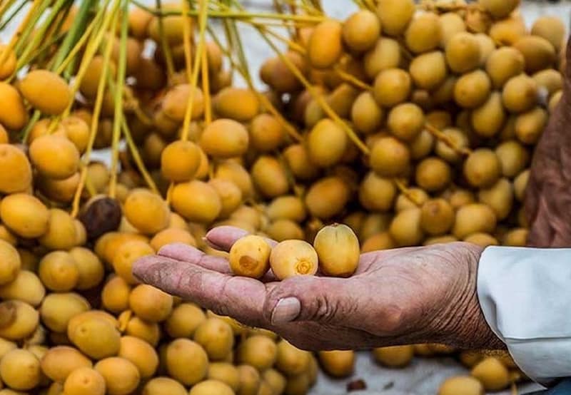 خرما خارک تازه مناسب عرضه گسترده